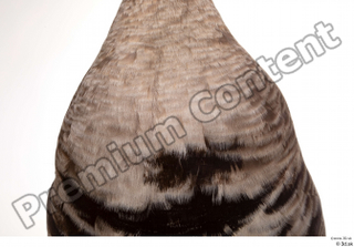 Greater white-fronted goose Anser albifrons chest 0002.jpg